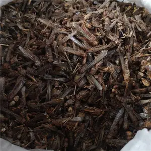 中药蚂蚱价格 野生蚂蚱哪里能买到