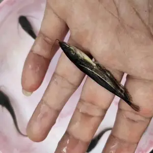 南方大口鲶鱼