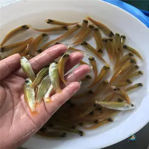 ����˹������� ���۽�˿������ ���۽�˿������