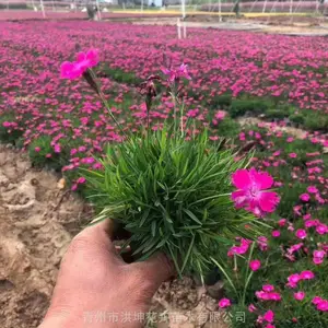 欧石竹 福建花卉供货商 福建花卉杯苗 福建欧石竹 欧石竹小苗 花苗基地销售