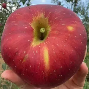 ��ɽ��ԭ���ع�Ӧ������ͨ��ƻ��������ƻ����ԭ�ز�