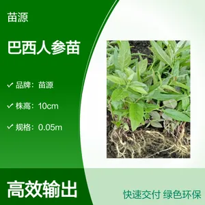 苗源品牌 巴西人参苗 露地栽培 六月盛花 适温20℃ 健壮好养
