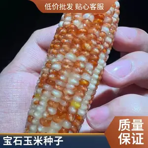玉米种子新品种子之宝血玉米种子 玉米种子种植技术指导