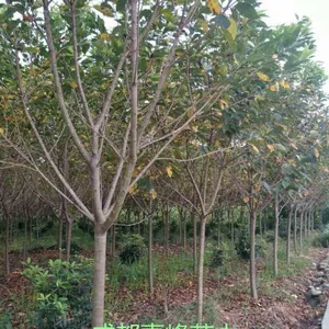 成都樱花 樱花价格 10公分樱花价格