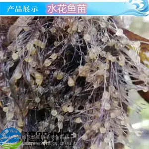 鲈鱼水花苗_泥鳅水花苗_四大家鱼水花苗_批发水花寸苗片苗请到港明水产