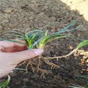 江苏无锡毛杜鹃苗基地久享盛名
