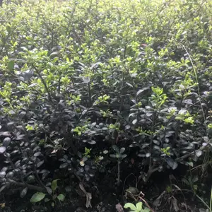 龟甲冬青苗 成都龟甲冬青基地 龟甲冬青杯苗 四川绿化工程苗灌木供应