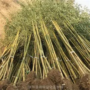 碧玉间黄金竹 色彩独特 姿态优雅 庭院里的“金镶玉”竹中天花板