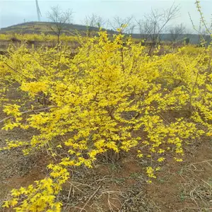 连翘树苗价格 大连翘树苗今年种植今年结果 大果药用连翘树苗
