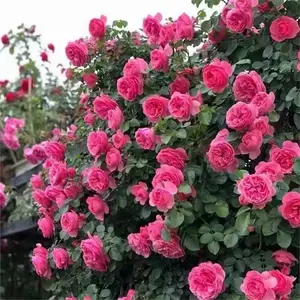周至藤本月季基地-营养杯红叶石楠***价格-绿化苗木种植基地