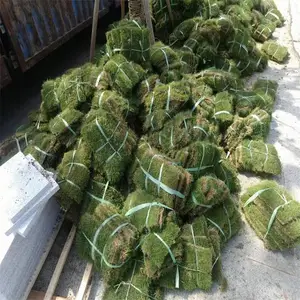 草坪剪草草坪 四季青草皮卷 留兰香薄荷种子