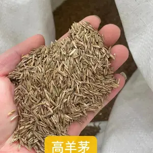 进口天堂草籽结缕草种子箭舌豌豆柠条平枝荀子鹅耳枥枇杷