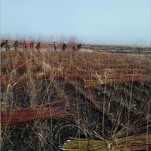|��ľ|��ľ��|�����������������۹�ľ���������֦��|��ľ|��ľ��|