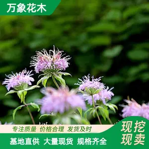 ����ľ����ֲ�� ���������� ϲʪ���� ��ɫ���� ������ֲ��