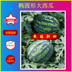 乾德新甜、杂交西瓜种子、脆甜红瓤西瓜种子、早熟西瓜品种
