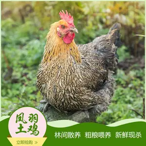 乌蒙万物生凤羽土鸡 农家散养老母鸡肉 云南邵通走地鸡240天养殖