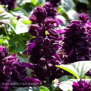 ���绨�ܳ���һ���� һ������������ һ������ֲ����