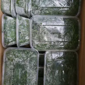 琛青宜鲜速冻黄须菜,当季新货,厂家直销