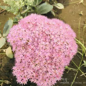 �������� �޸����ܰ˱����� ���߾������ʯ��Ʒ����ȫ
