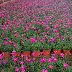 连云港青州草花基地厂家直销,青州草花批发