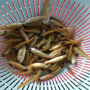 ��˿������***ǿ ��̬��ֳ�������ȫ������