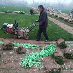 出售 四季青草坪 果岭草皮 马尼拉矮化草 别墅 操场 护坡用