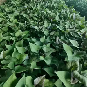 ������ �ع��������Ӧ