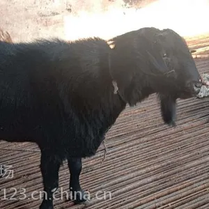 ��۸� ����۸� ���� ����ɽ�� ��� ���� Сβ���� ����Ǯ����