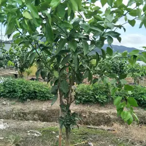 �������� ���� 091�޺��ָ� ����ֱ��