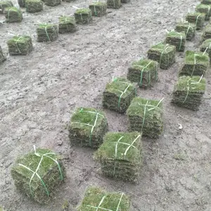 四季青台湾二号草坪基地 四季青草皮的基地出售哦