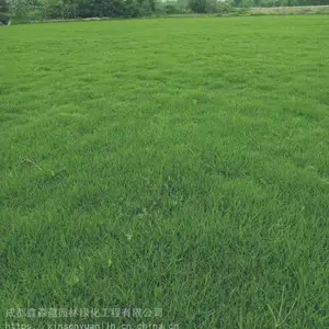 贵州陕西大量黑麦草草皮基地 混播草种出售哦