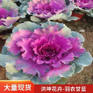 基地供货 耐寒花卉 羽衣甘蓝批发 采购羽衣甘蓝 工程花卉 洪坤花卉