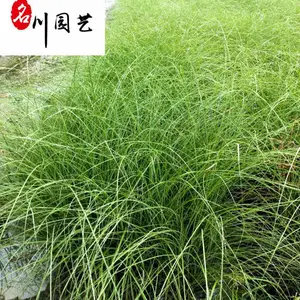 细叶芒水生植物批发 湿地河道庭院园林观赏草 细叶芒种植基地直销