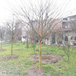 成都苗圃种植紫薇树 ***