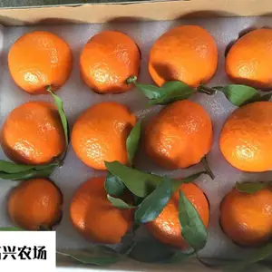 基地直销红美人 象山红美人柑橘苗