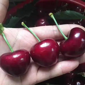 ���쳵��������ľ����,���쳵��������������