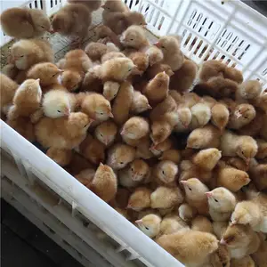 ���︽��������ۺ칫��������������