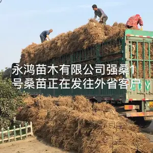 供应桑苗桐乡市永鸿苗木有限公司