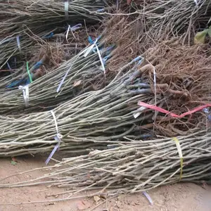 板栗苗适合南北方种植产地出售板栗苗直接装车发货
