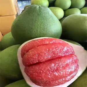 重庆正宗红宝石柚苗 两年泰国红柚苗采购