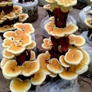 �����辰��֥���� ������֥�辰�������� ��ֲ���� ��С�����ڰڼ�