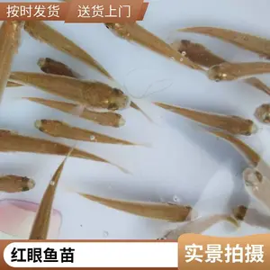淡水梭鱼苗成活*** 生长速度快 病害少批发梭鱼苗提供技术支持养殖场 养殖户 放流 *** 放生众发