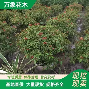 ����ľ��Ӧϣ���� ��Ӧ��ǿ�����ٶȿ� ԰����ֲ���Թ���