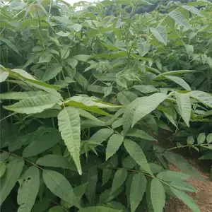 ��ׯũҵ�����㴻������������㴻����������������㴻��