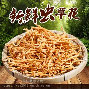 高原食材 虫草花泡沫箱1.5公斤 净重2斤 酒店 餐饮 家庭 一件代发