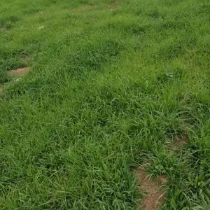 广西宽叶草草籽供应商批发