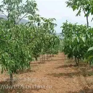 ����10���ֳ�ɼ��Ʒ�۸� 12���ֳ�ɼ�۸�һ����