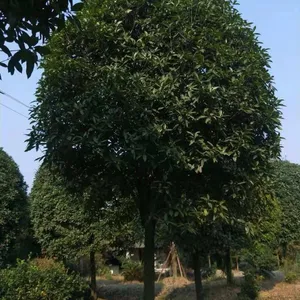 ���߳ɻ��߷�֦10-12���ֹ�ʲô�۸񣿹����������һ���е���