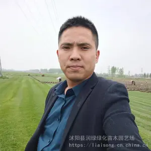 百慕大草坪价格 混播草坪 果岭草剪股颖草坪价格