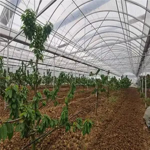 鹰潭蔬菜大棚多少建设成本 连栋大棚安装设计 外遮阳连体大棚生产厂家